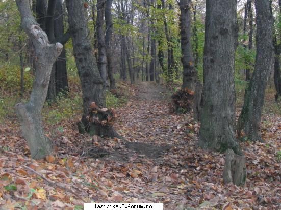 traseu cetatuia( dirt dh)